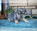 Small #2 French Bulldog