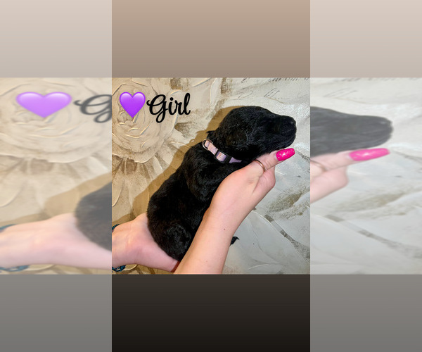 Medium Photo #8 Native American Indian Dog-Schnauzer (Giant) Mix Puppy For Sale in AMARILLO, TX, USA