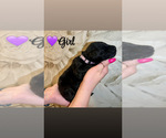 Small #7 Native American Indian Dog-Schnauzer (Giant) Mix