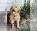 Small #4 Goldendoodle