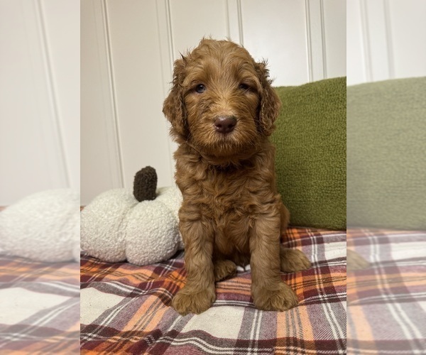 Medium Photo #4 Goldendoodle Puppy For Sale in DELAND, FL, USA