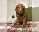 Small #3 Goldendoodle