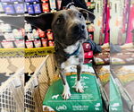 Small #10 American Pit Bull Terrier-Chihuahua Mix