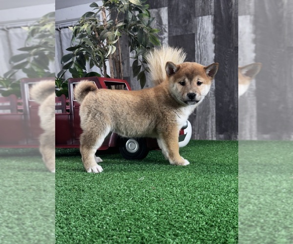 Medium Photo #5 Shiba Inu Puppy For Sale in CANOGA, NY, USA
