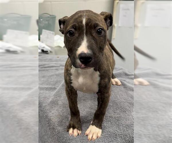 Medium Photo #1 Mutt Puppy For Sale in Peoria, IL, USA