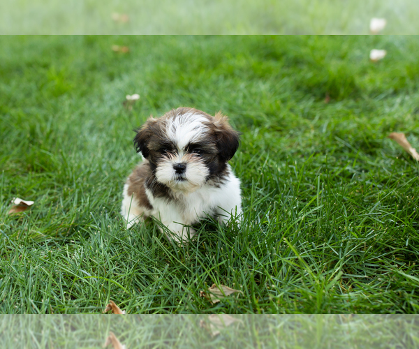 Medium Photo #2 Shih Tzu Puppy For Sale in NAPPANEE, IN, USA