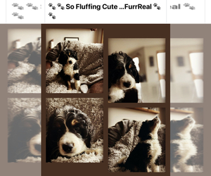 Bernedoodle Puppy for sale in FENTON, MI, USA