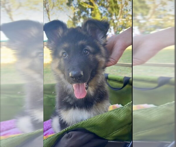 Medium Photo #4 German Shepherd Dog Puppy For Sale in West Sacramento, CA, USA