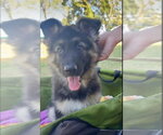 Small #3 German Shepherd Dog