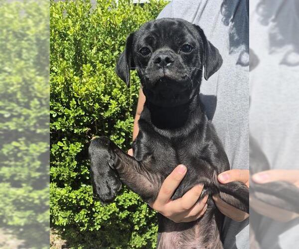 Medium Photo #1 Pug-Unknown Mix Puppy For Sale in San Antonio, TX, USA