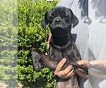 Small Pug Mix