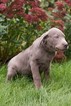 Small Photo #2 Labrador Retriever Puppy For Sale in NEW PITTSBURGH, OH, USA