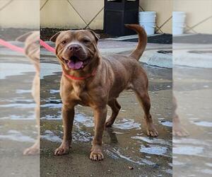 Chinese Shar-Pei-Labrador Retriever Mix Dogs for adoption in Plano, TX, USA