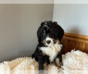 Bernedoodle Puppy for sale in KNOB NOSTER, MO, USA
