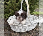 Small Photo #4 Shih Tzu Puppy For Sale in MIDDLEBURY, IN, USA