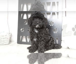 Goldendoodle (Miniature) Puppy for sale in MARIETTA, GA, USA