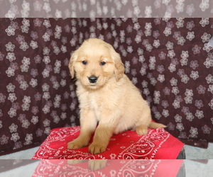 Golden Retriever Puppy for sale in SHILOH, OH, USA