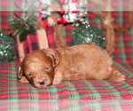 Small Photo #3 Poodle (Toy) Puppy For Sale in GRAY, LA, USA