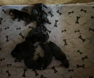Rottweiler Puppy for sale in RICHLAND, GA, USA