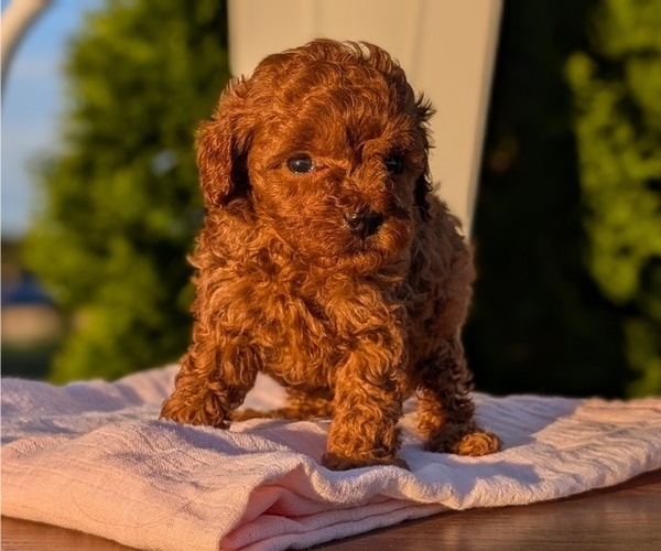 Medium Photo #22 Poodle (Miniature) Puppy For Sale in GOSHEN, IN, USA