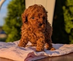 Small Photo #22 Poodle (Miniature) Puppy For Sale in GOSHEN, IN, USA