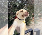 Small #8 Labrador Retriever Mix