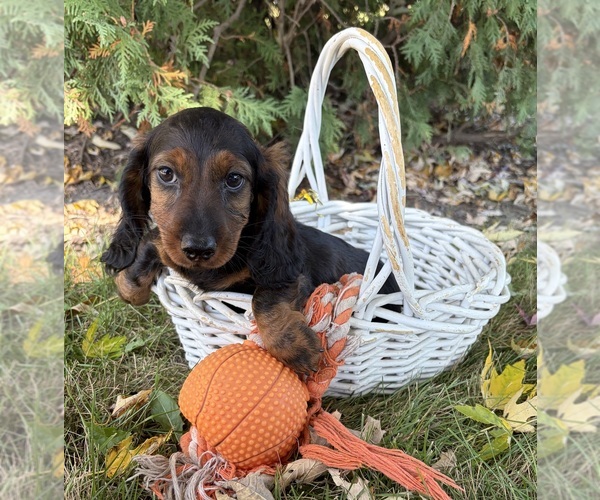 Medium Photo #3 Dachshund Puppy For Sale in MIDDLEBURY, IN, USA
