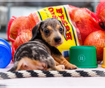 Small Photo #28 Dachshund Puppy For Sale in WAKARUSA, IN, USA