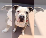 Small #34 American Staffordshire Terrier Mix