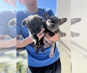 French Bulldog Puppy for sale in SAN DIEGO, CA, USA