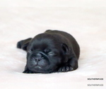 Small #6 Pug