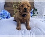 Small #7 Golden Retriever
