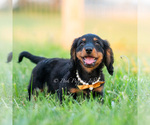 Small Photo #31 Dachshund Puppy For Sale in WARSAW, IN, USA