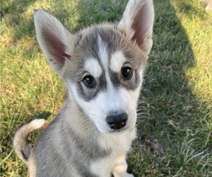 Siberian Husky Puppy for sale in LAKE ZURICH, IL, USA