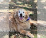 Small #1 Golden Retriever
