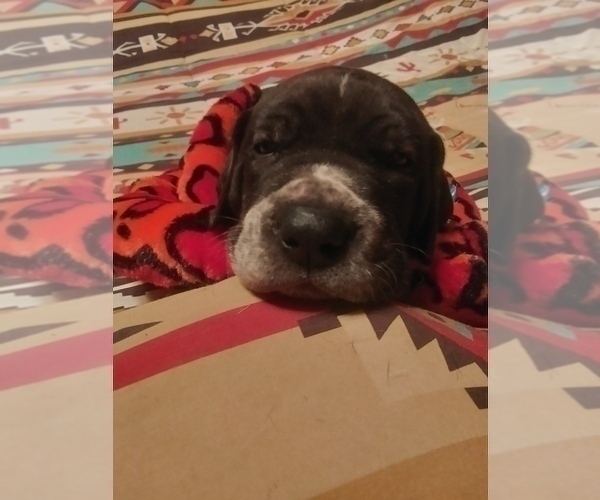 Medium Photo #9 Great Dane Puppy For Sale in WALSENBURG, CO, USA