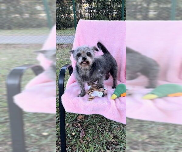 Medium Photo #2 Shih Tzu-Unknown Mix Puppy For Sale in Weston, FL, USA