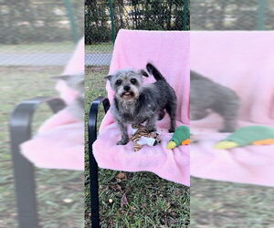 Sasha & Scarlett - Female Shih Tzu-Unknown Mix Dog for Adoption - Photo #2