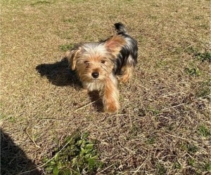 Yorkshire Terrier Puppy for Sale in HAMPTON, Virginia USA