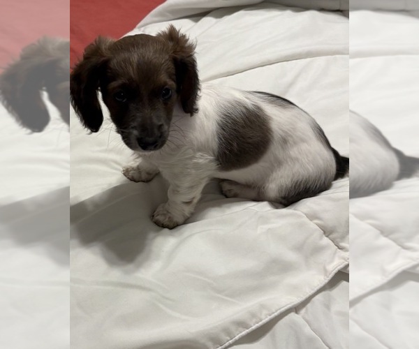 Medium Photo #2 Dachshund Puppy For Sale in BLANCHARD, OK, USA