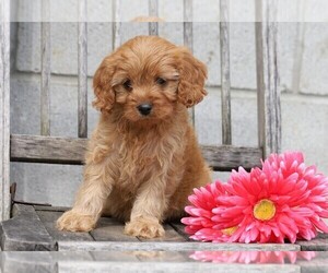 Cavapoo Puppy for sale in FREDERICKSBG, OH, USA