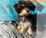 Small Photo #18 Yo-Chon Puppy For Sale in HAMPTON, VA, USA