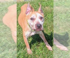 Mutt Dogs for adoption in Akron, OH, USA