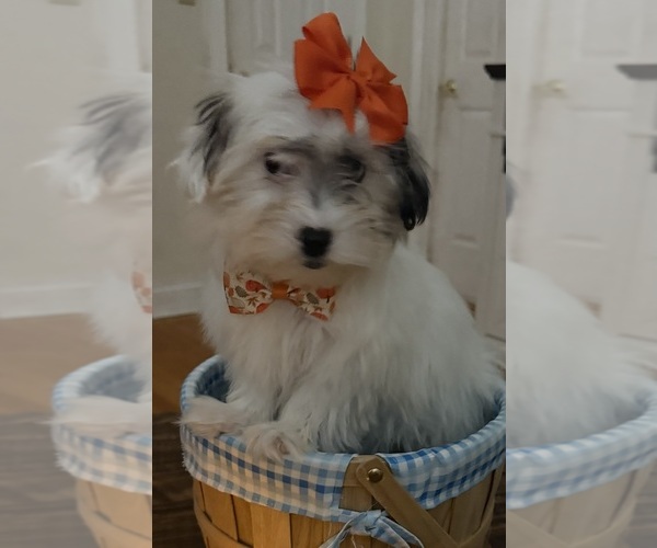 Medium Photo #33 Shih-Poo Puppy For Sale in DINWIDDIE, VA, USA