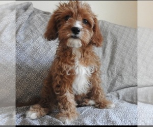 Cavachon Puppy for Sale in OCONTO, Wisconsin USA