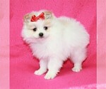 Small Pomeranian