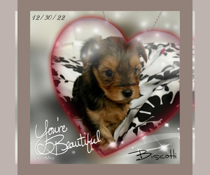 -Yorkshire Terrier Mix Puppy for Sale in BRUNSWICK, Ohio USA