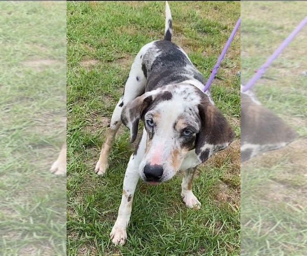 Medium Photo #2 Mutt Puppy For Sale in Ridgefield, CT, USA