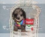 Small #8 Poodle (Toy)