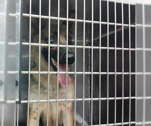 German Shepherd Dog Dogs for adoption in Oklahoma City, OK, USA